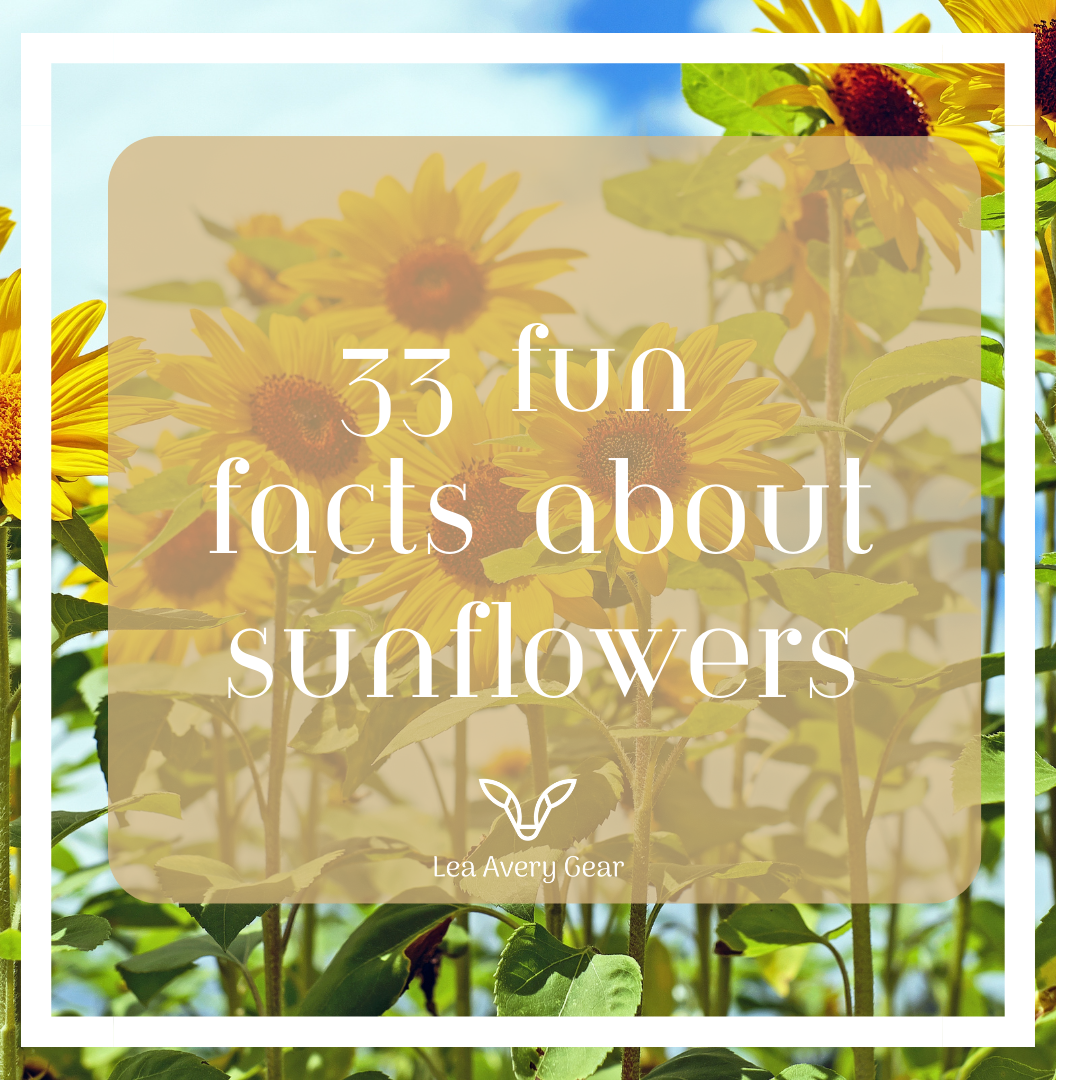 33 fun facts about sunflowers