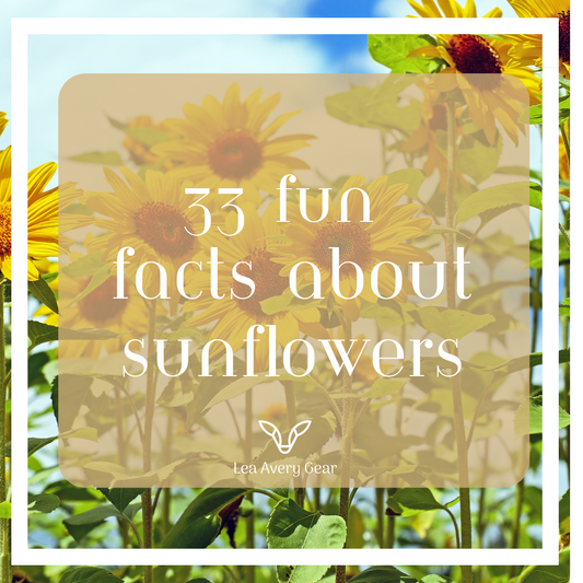 33 fun facts about sunflowers