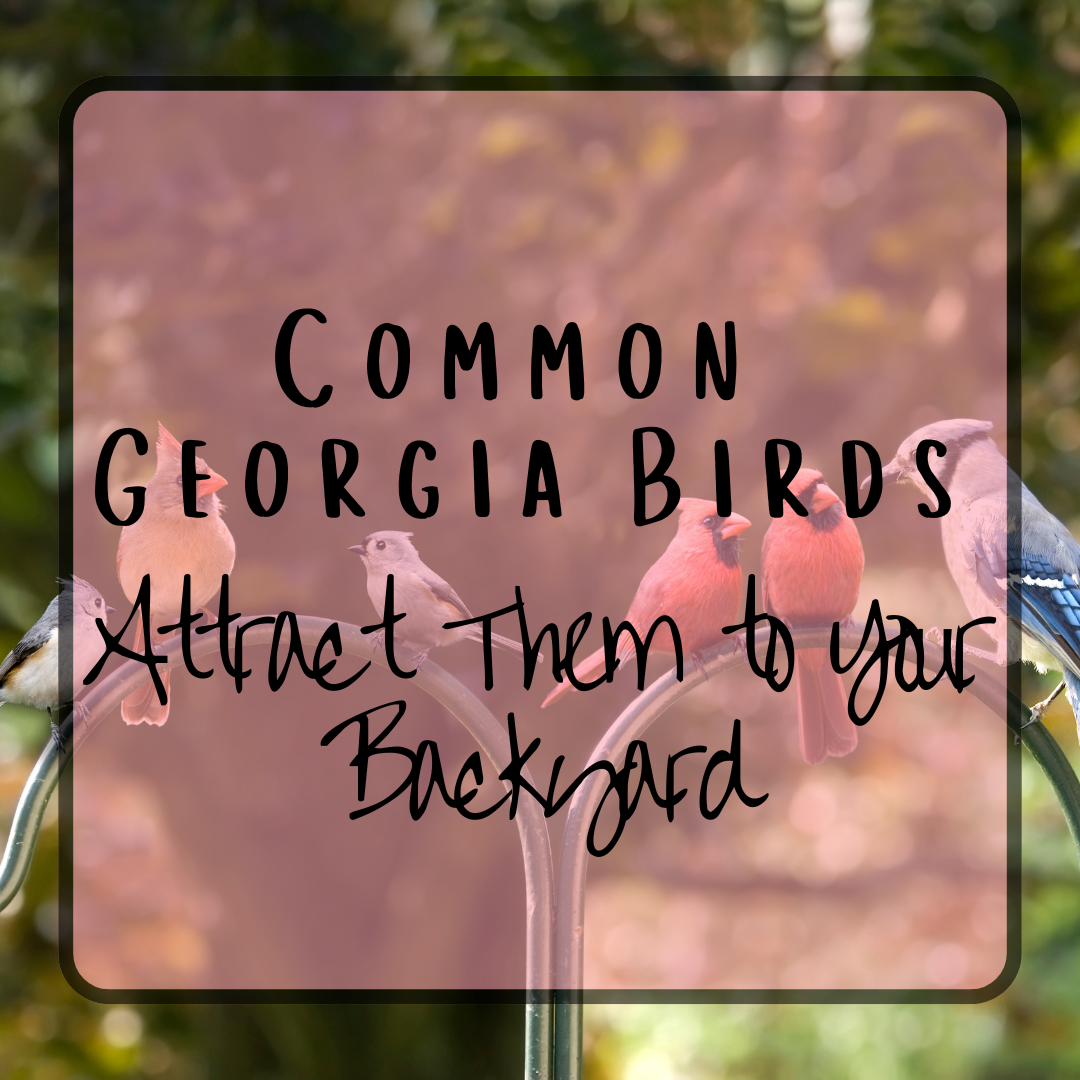 27 Common Georgia Birds - Attract Them To Your Backyard