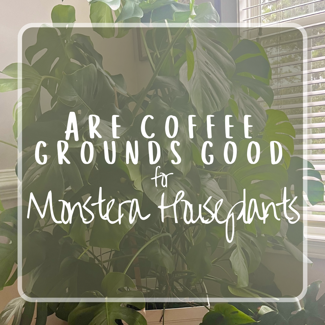 Are Coffee Grounds Good for Monstera Houseplants