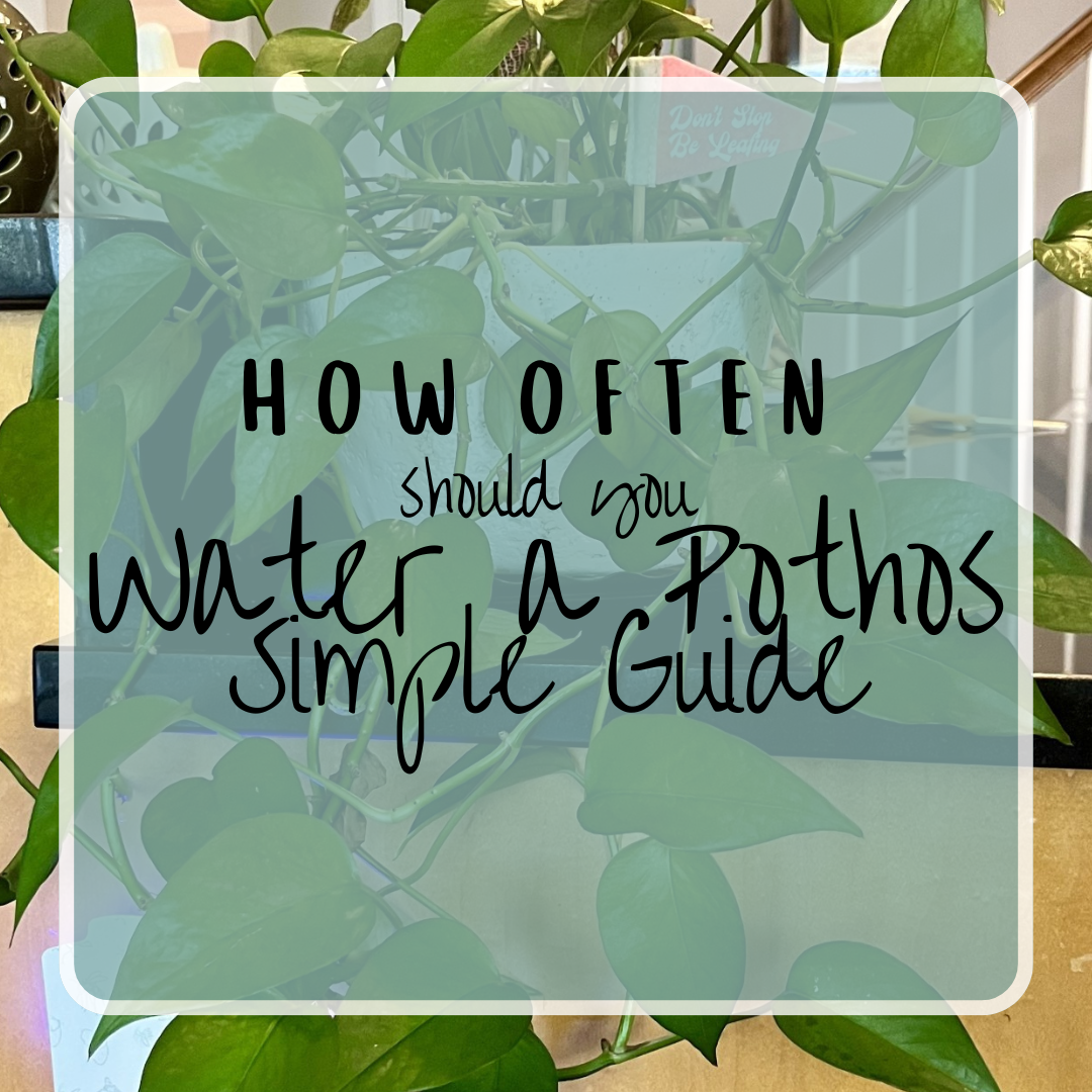 How Often Should You Water A Pothos - Simple Guide
